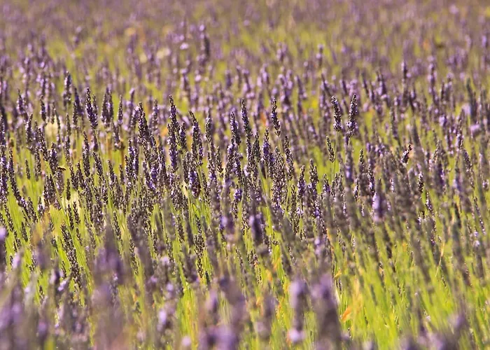 Golf Azur * Saint-Raphaël